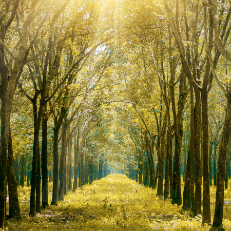 Scenic View of the Forest During Sunrise